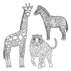 Fototapeta premium set wildlife animal giraffe tiger zebra vector illustration design hand drawing