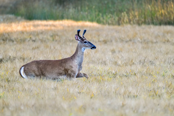 White-tailed deer is crossing wheat field in the evening.