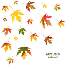 Naklejka na ściany i meble Maple leaves. Autumn background. Red. Yellow. Green. Vector illustration.