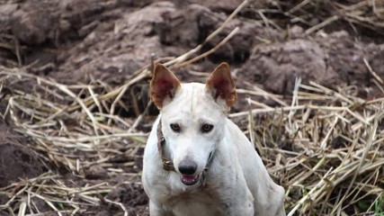 footage slow motion: The dog is white, disabled legs back, pathetic 