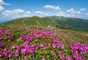 Obraz premium Blossoming slopes (rhododendron flowers ) of Carpathian mountains.