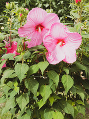 (Hibiscus moscheutos) Der Sumpfeibisch oder Roseneibisch. Riesige Rosa blüten nur einen Tag lang