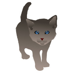 funny, beautiful pet shop