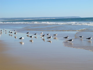 gaviotas