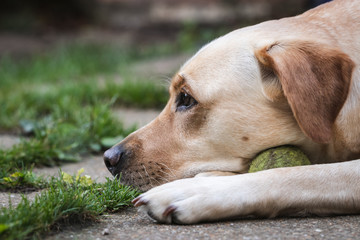 labrador with tennis ball 