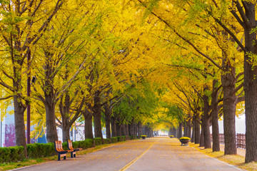 Obraz premium Autumn at Asan Gingko Tree Road in Seoul,South Korea..