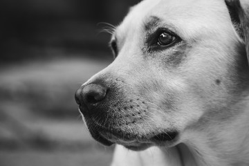 Close Up Labrador Black And White