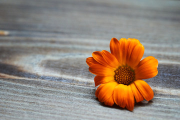 Calendula flowers laid out on a wooden background. Calendula officinalis medicinal plant petals - healthy concept