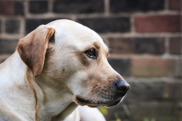 portrait of a labrador dog