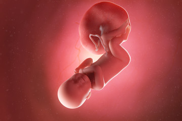 3d rendered medically accurate illustration of a fetus at week 40 - obrazy, fototapety, plakaty