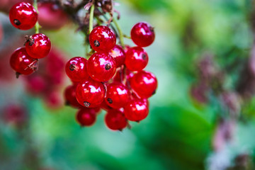 Bunch of ripe red currants on a branch in the garden