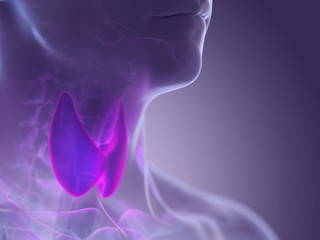 3d rendered medically accurate illustration of the thyroid gland