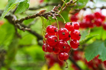 Bunch of ripe red currants on a branch in the garden