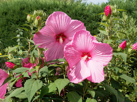 (Hibiscus moscheutos) Der Sumpfeibisch oder Roseneibisch. Riesige hellrosa bl&uuml;ten nur einen Tag lang