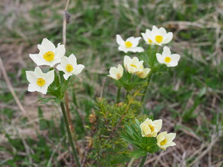 Beautiful flowers in the mountains landscape close up. Focused Wild Alpine flowers close-up on the background of green grass. Fresh Alpine flowers macro in summer.