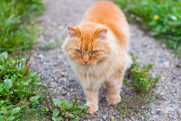 Naklejka na ściany i meble beautiful red fluffy cat walking in the garden