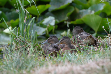 Female Mallard ducks laying in the grass next to a pond.