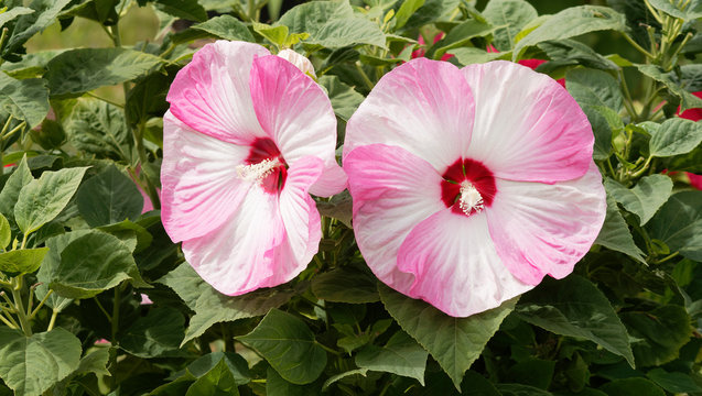 (Hibiscus moscheutos) Der Sumpfeibisch oder Roseneibisch. Riesige Rosa und Wei&szlig;e bl&uuml;ten nur einen Tag lang