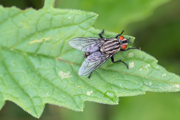 Fly on green leaf