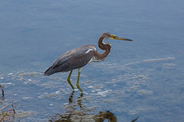 heron in shallow water is hunting for fish