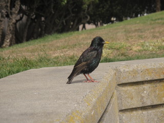p&aacute;jaro en san francisco