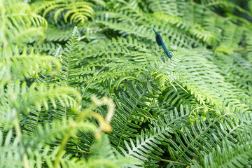 Banded damselfly © Malcolm Saunders