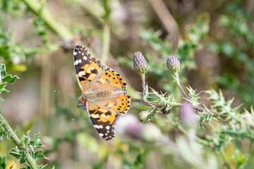 Painted Lady butterfly on flower
