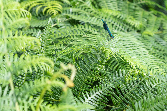 Banded damselfly