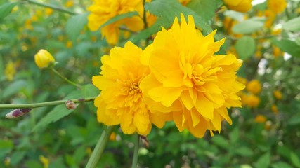 Closeup view of lovely yellow flower against a green leaves background