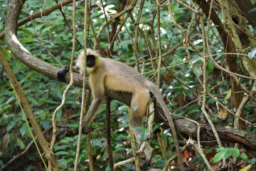 monkey sitting on tree branch