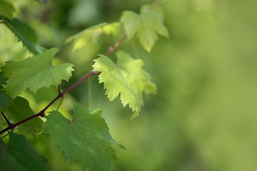 Ramo e foglie di una vigna 