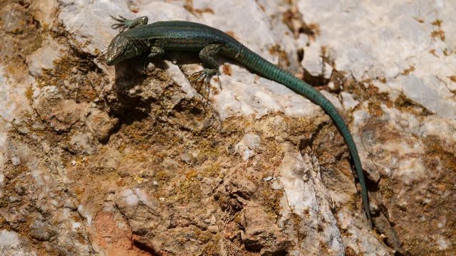 Nahaufnahme einer (Dragonera) Eidechse