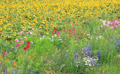 Wildblumenwiese