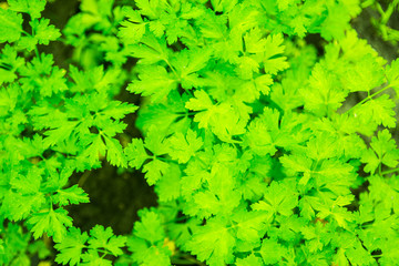 Fototapeta na wymiar green parsley on a bed top view close up view texture background