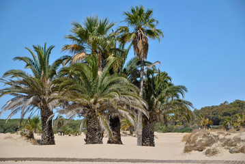 Fototapeta na wymiar beach in Andalusia with rocks and palms