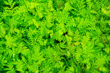 green parsley on a bed top view close up view texture background