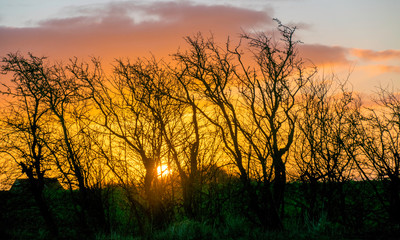 very beautiful view with sunrise and very colorful sky with black tree silhouettes in the foreground, Denmark