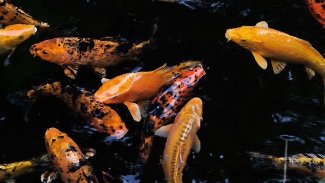 Carp swim in the pond. Fish orange in the lake. Slow motion. 4K video