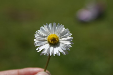 Small daisy held in a hand with a green grass bokeh background