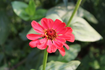 red flower in garden