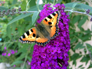 Argynnis butterfly sits on a buddley flower of David
