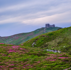 Fototapeta na wymiar Massif of Pip Ivan mountain with the ruins of the observatory on top. Rhododendron flowers on slope.