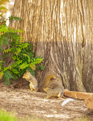 Will Rogers Park. Oklahoma City. OK.