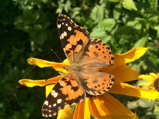 Butterfly burdock sits on a rudbeckia flower