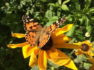 Butterfly burdock sits on a rudbeckia flower