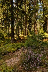 landscape in the thuringian forest near Georgenthal