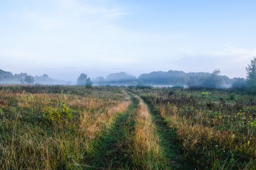 Naklejka premium The road running into a foggy forest. Foggy road at dawn