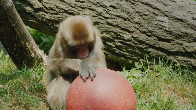 Funny japanese macaque plays with a red ball