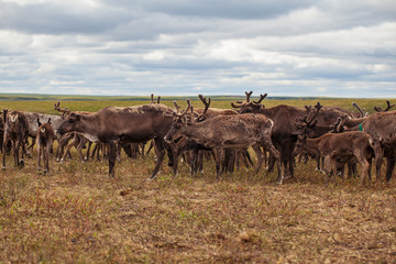 Yamal,   reindeers in Tundra, pasture of Nenets