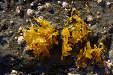 The red algae  Rissoella verruculosa on a rock